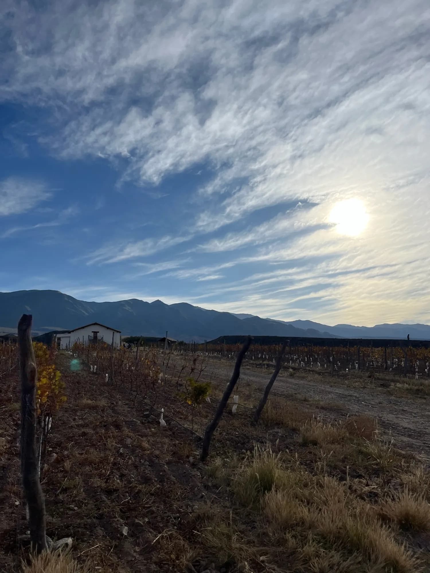 Autumn vineyard with dramatic sky and mountains at sunset