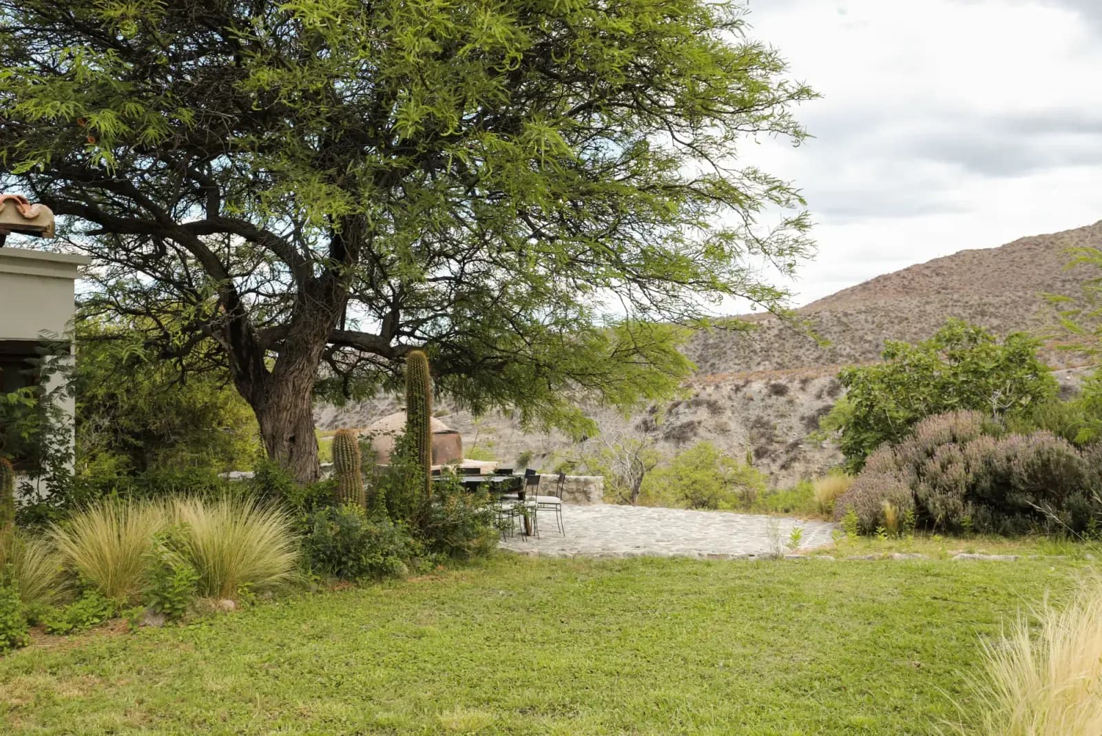Bodega garden with ancient tree, cactus, and mountains in the background
