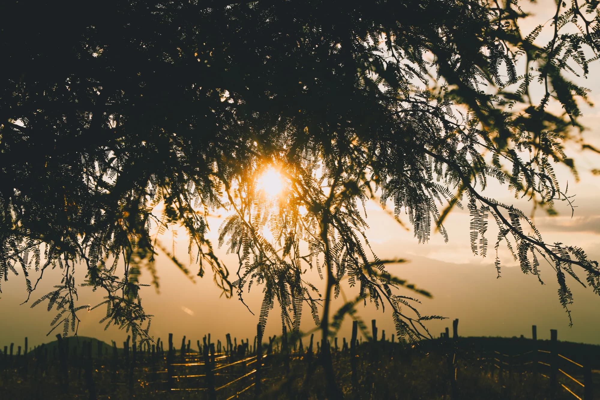 Golden sunset backlit through branches with vineyard silhouette