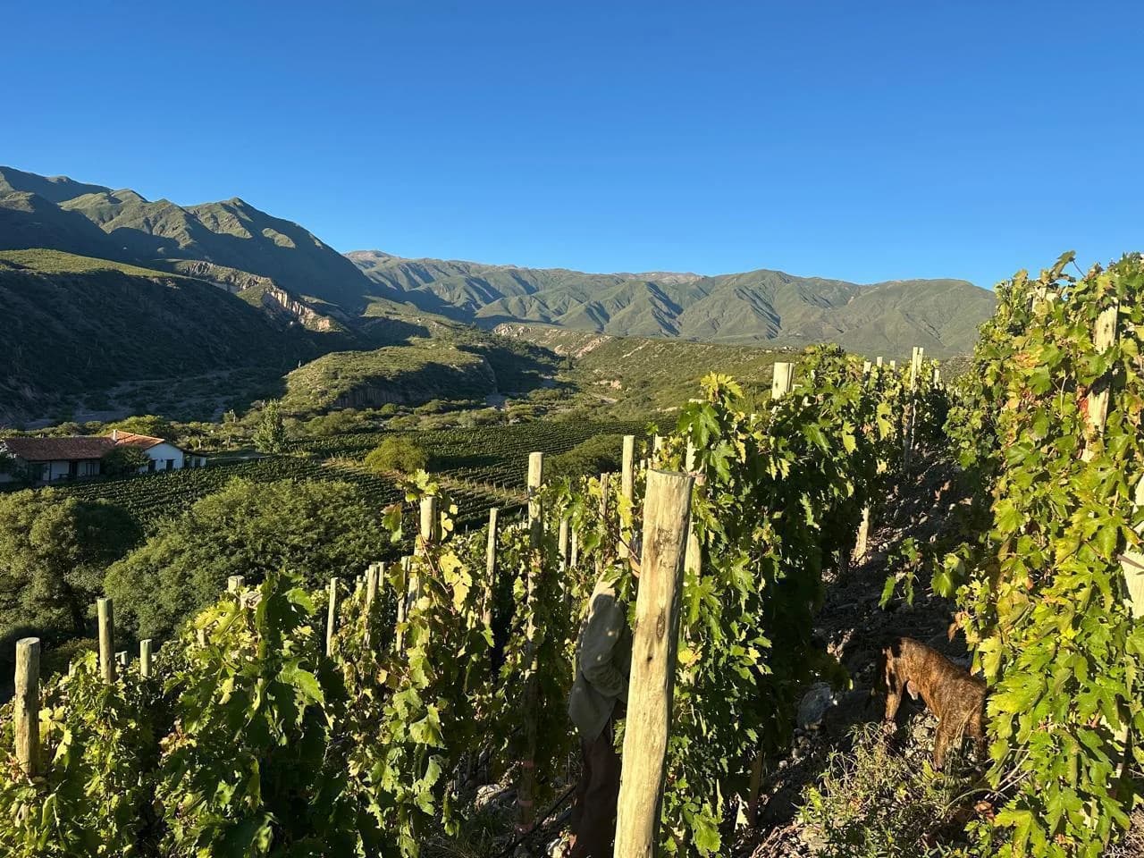 Vineyard rows in the Quebrada de San Lucas